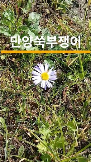 그것이 희망의 전부 (단양쑥부쟁이) #nature #걷기#flowers#garden #아름다운풍경#gardening #shortsyoutube#Ⅱ급멸종위기야생동식물 #꽃영상
