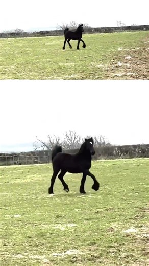Freyja’s First Herd Moments 🖤 9-Month-Old Friesian Filly Joins the Family #friesianhorse #equestrian