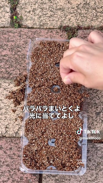 種から育てるラムズイヤー＆ジギタリスの育て方