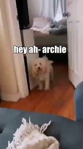 Pissed off doggo (@dog) #animalvoiceover #funny #reels #voiceover #animals #klrdubs | KLR Productions