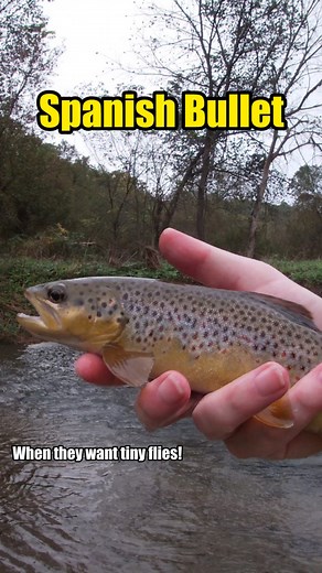 The Spanish Bullet has been an easy to tie pattern that’s great for filling up the fly box. If your needing a fly that you can tie up small that the fish can’t resist then have some fun with the Spanish Bullet style of fly. Fly Tying Materials: Hook: @fulling_mill FM 5125 size 20 Bead: @saludabeads slotted Tungsten 2.3mm Copper Thread: 12/0 Dark Brown Thread: 12/0 Watery Olive Tail: CDL Medium Pardo Flash: Flashabou Opalescent Tools I Trust: @rambleranglerandblade Nomad Vise @rambleranglerandbla