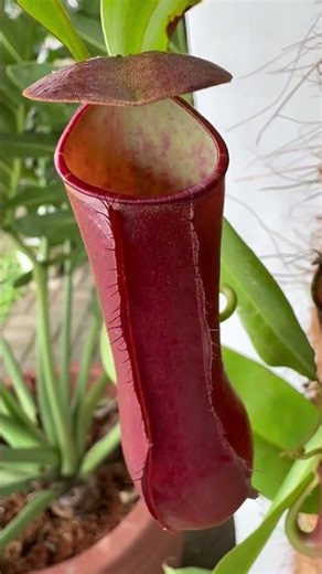 Giant carnivorous pitcher plant hybrid #nature