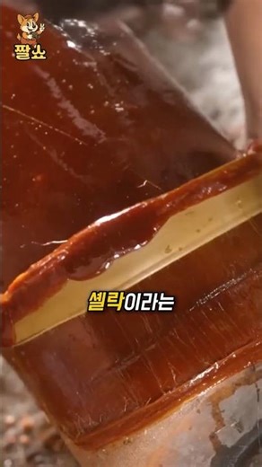 젤리빈의 코팅은 무엇으로 만들어졌을까? #몰랐던사실 #인도 #이슈 #지식 #코팅 #산업 #문화 #반전