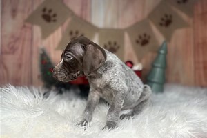 Tripp - German Shorthaired Pointer Puppy 9B4527