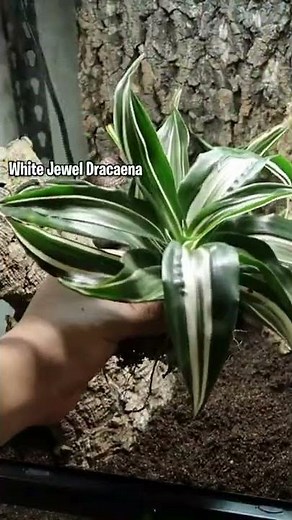 Bioactive crested gecko enclosure setup