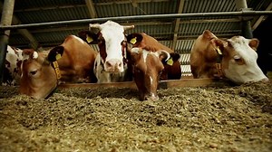 Livestock Farming Dairy Cows Eating Nutritious : vidéo de stock (100 % libre de droit) 16495135 | Shutterstock
