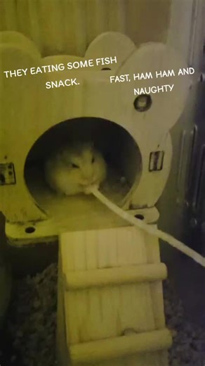 THEY EATING SOME FISH SNACK #fyppppppppppppppppppppppppppppppppppppシ #hamsters #cutedormouse #CUTEEEEEE
