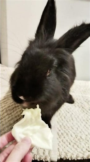 yummy #asmr #animals #animalasmr #foodasmr #mukbang #bunny