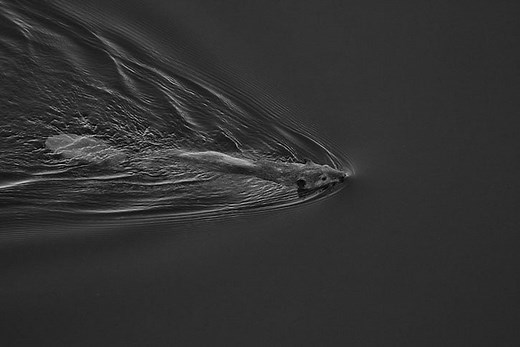 Get Rid of Beavers : Creek, Pond & Yard Beaver Removal Tips