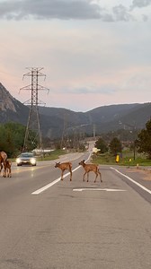 42K views · 2.1K reactions | Rush hour, Estes Park style  #elk #estespark #cutebaby #babyanimals #wildlife #cuteanimals #adorable #mountains #reels #fypシ | Colorado Wild Photography | Facebook