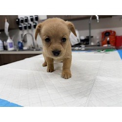 Baytown, TX - Border Collie. Meet LORETTA a Pet for Adoption - AdoptaPet.com