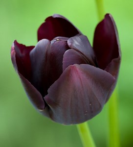 Tulip 'Queen Of Night'