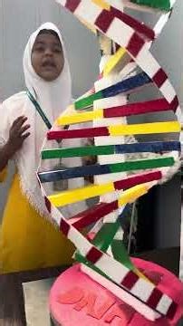 DNA (Deoxyribonucleic acid ) model- Afifa