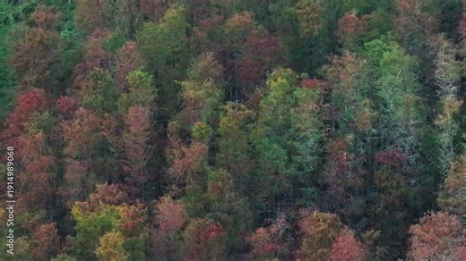 Bald cypress trees and Egrets Flying in the Wetland, Tanzhou, Zhongshan City