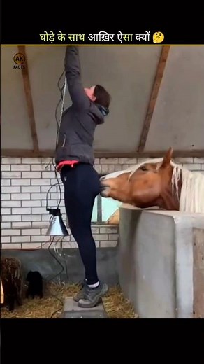Why Horses Wear Blinders