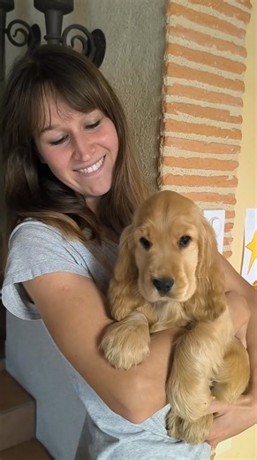 Cocker anglais Du Clos de la Majesty 😍 | Du clos de la Majesty