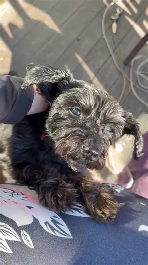 🌸🐾 Adopt Marci! 🐾🌸 Marci is a sweet 10-year-old miniature schnauzer girl (DOB 2/5/15) ready to find her forever home! 💕 She’s spayed, up-to-date on vaccines, potty trained, leash trained, and microchipped — the total package in one adorable bundle! Marci would do best in a quiet, adult-only home with someone ready to give her all the love she deserves. 🥰 👉 Apply here: https://tinyurl.com/4u3tuy5c￼ We are in the Chicago area. Let’s help this lovely lady find her happy ever after! 🏡✨ | Pet