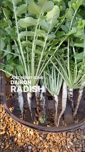 If you have bad garden soil, plant these NOW!!! Daikon Radishes will help🌿#garden #radish #soil