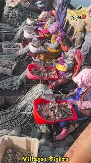 Oyster and scallop seedling cultivation at sea is amazing!#aquaculture #skills #oysters