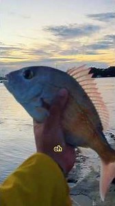 Solo rock fish #fishon #bassfishing #country