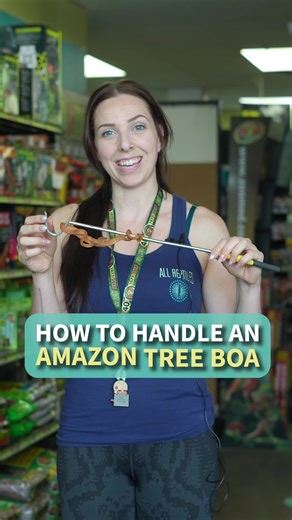Essential Tips for Handling an Amazon Tree Boa Safely