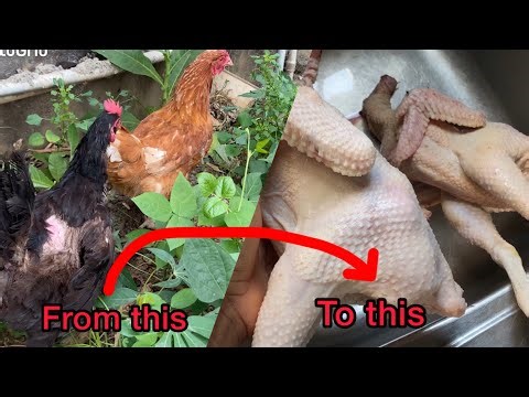 How to humanely Kill/slaughter and Butcher a Chicken | Step-by-Step Guide African/Nigerian style