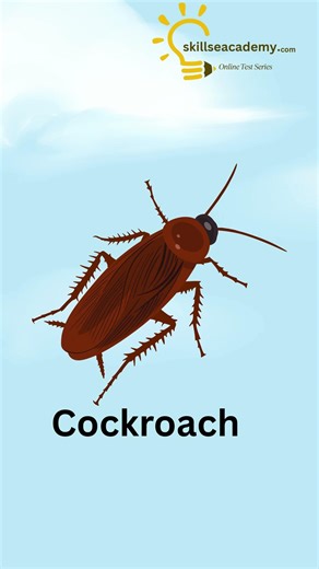 Learn Insects Spelling for Kids | Easy & Fun