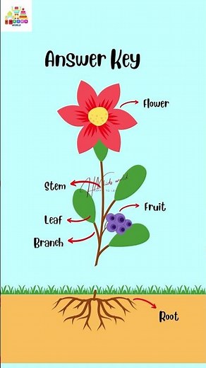Parts Of A Plant | With Their Functions | Learning Videos For Kids #partsofplants #kidslearning