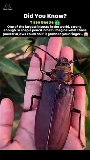 World’s Largest Beetle - Titan Beetle 😱 #shorts #titanbeetle #animalfacts #insects #facts