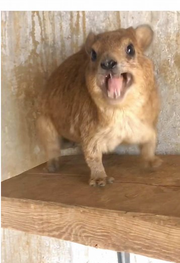 Yellow Spotted Rock Hyrax Defending Its Perch