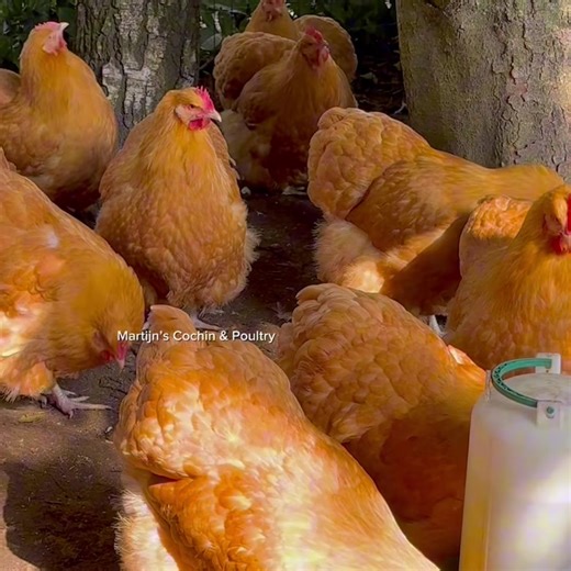 117K views · 4K reactions | Very pleased with the beautiful Buff Orpingtons. They are now about six months old.朗 | Martijn’s Cochin & Poultry | Facebook