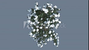 White Fir Snow on a Branches Top Down Thin Trunk Small Coniferous Evergreen Tree with Needle-Like Leaves is Swaying at The Wind Abies Concolor in Winter