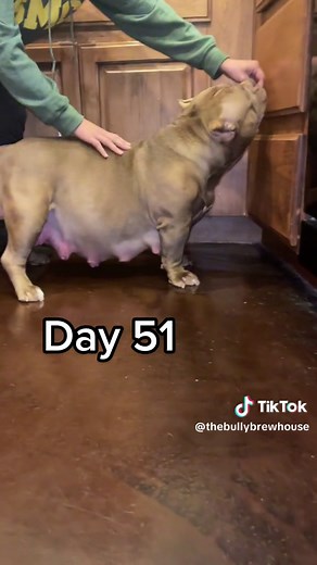 A little over 1 year ago, Mama GG was pregant for the 1st time and this is how fast she progressed through her pregnancy after the 1st 30 days! She really is an amazing mom and doesnt seem to let even the biggest belly phase her. Today, we are on day 21 of her 2nd and final pregnancy. We officially will confirm in the next 9 days! Follow us to follow her final mama dog journey! #americanbully #fyp #whelping #americanbullies #pocketbully #mamadog #bullypuppy #americanbullyofficial #brewedup