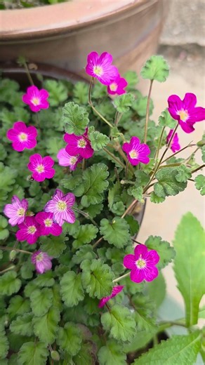 How to Make Cranesbill Geraniums Bloom More