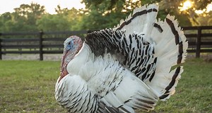 The Royal Palm Turkeys Are Considered a Flight Risk