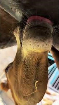 Watching baby foal nurse from her mother 🍼🥹💕