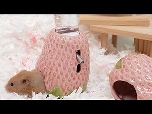 Small Accessories That Can Completely Change Your Hamster’s Life!