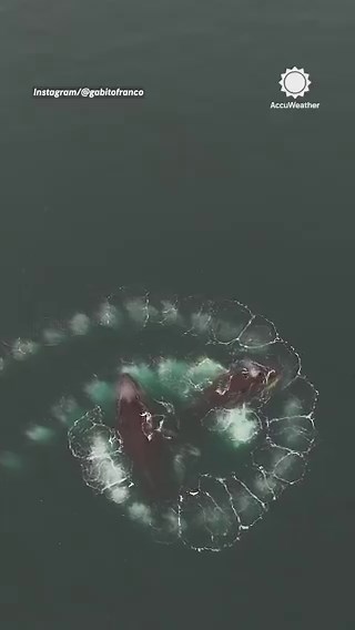 Video captured humpback whales bubble-net feeding in Antarctica. Whales work together to coordinate a perfect curtain of bubbles to trap fish, then surge up through the middle at once.