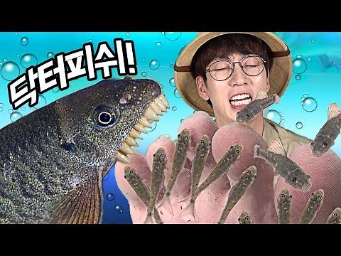 닥터피쉬 관찰! 각질을 먹기위해 수십마리가 몰려든다..