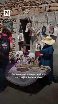 Syrian village celebrates Damask rose harvest