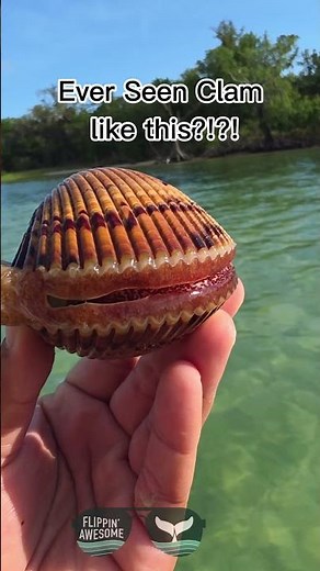 Amazing finds on Flippin Awesome Adventures tours. This cockle clam goes crazy!
