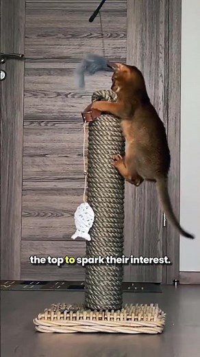 Getting Cats to Actually Use Scratching Posts