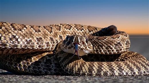 Watch what happens when this viper strikes – the venom starts destroying tissue instantly