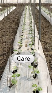 Most important 3 things for polyhouse Farming #microirrigation #polyhousefarming #polyhouse #farming | Micro Irrigation