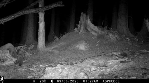 We recently captured this video of a pine marten with 3 playful kits at our Campbell hide. Did you know that pine marten kits are born blind and will stay dependent on their mothers until about 16 weeks? Additionally, like most mammal species, male pine martens do not provide any parental care to their offspring. Pine martens are solitary in nature; the most extensive social contact a pine marten will have during its lifetime is that between mother and kit. Some pine marten kits will even stay i