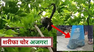 VIDEO : पक्षी का शिकार करने पेड़ पर बैठा विशालकाय अजगर, जाल डालकर गांववालों ने किया रेस्क्यू - python in Bettiah
