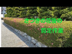 さつきの剪定作業