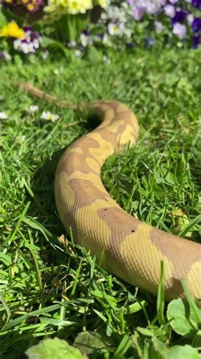 Ball python