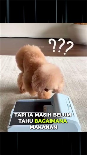 Tempat Makanan Yang Bikin Anjing Pusing #trending #faktaunik #viral #vidioviral #shortvideo