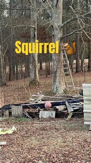 We take squirrel hunting serious! (He’s down lol.) #squirrelhunting #hunting